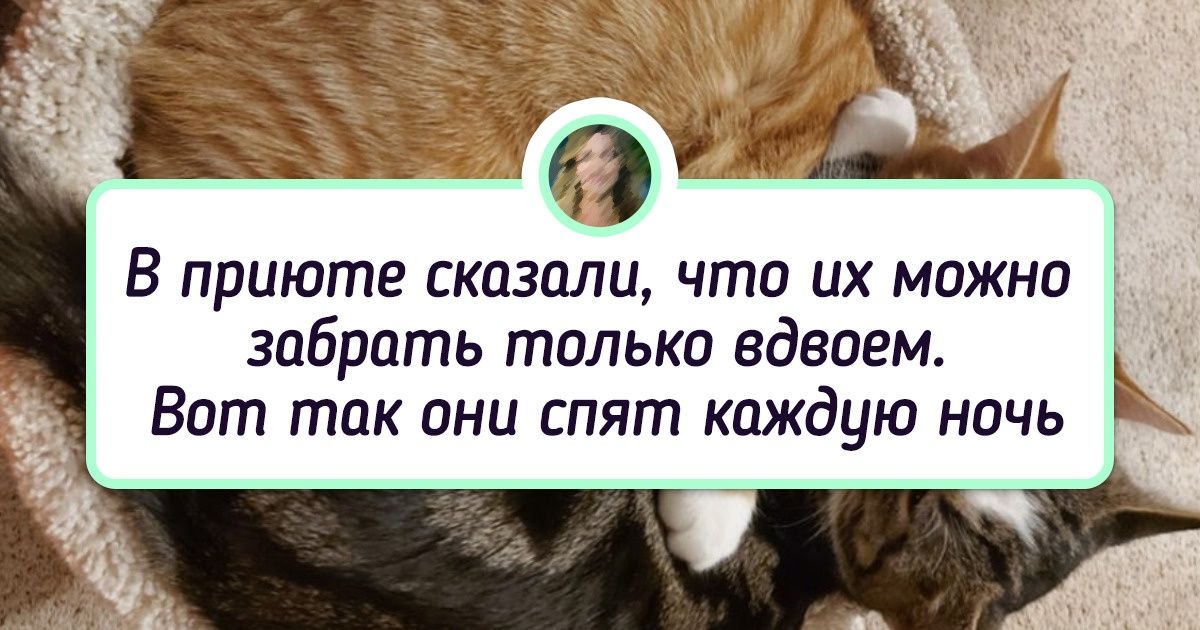 20+ доказательств того, что животные тоже умеют заводить себе друзей 20+ доказательств того, что животные тоже умеют заводить себе друзей