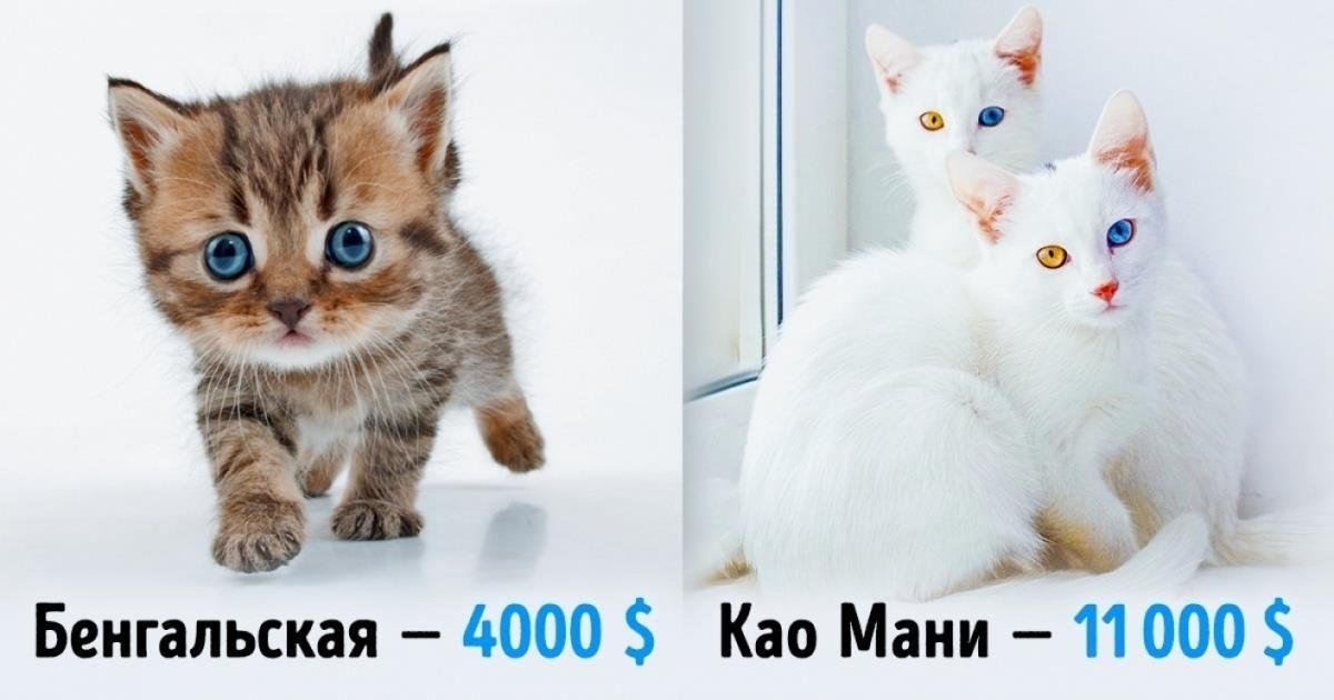 Фото кошек и котят разных пород видео thumbnail