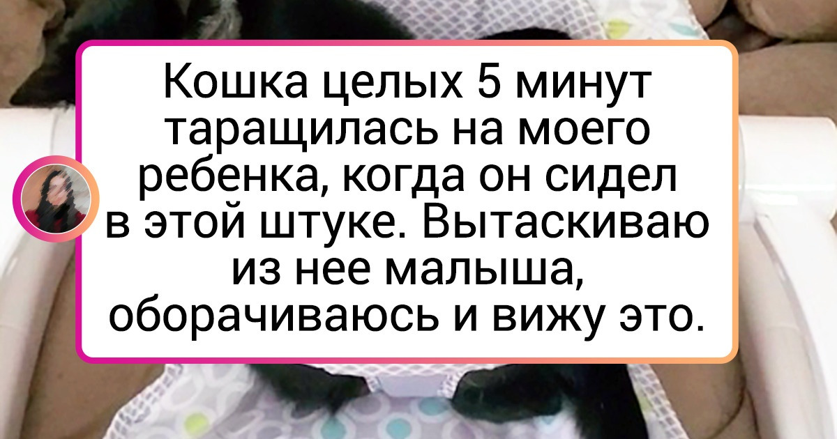 20+ хозяев, которые обделили своих животинок вниманием. Но хвостатые не стали это терпеть