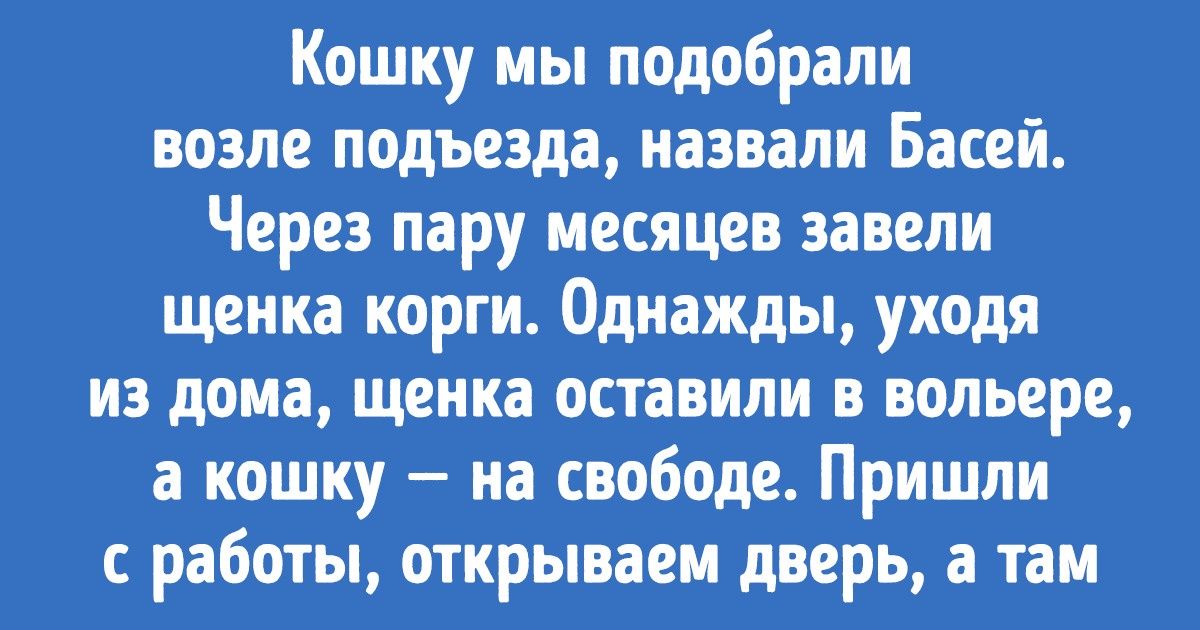 20+ раз, когда кошки с собаками наплевали на предрассудки и стали лучшими друзьями 20+ раз, когда кошки с собаками наплевали на предрассудки и стали лучшими друзьями