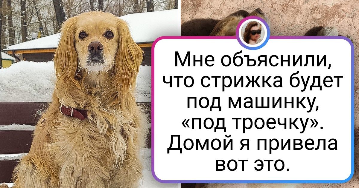 а всех собак можно стричь? - обсуждение на форуме sauna-chelyabinsk.ru