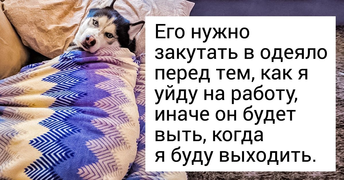 Люди делятся уморительными причудами своих кошек и собак. Ваши домашние животные такие же странные? Люди делятся уморительными причудами своих кошек и собак. Ваши домашние животные такие же странные?