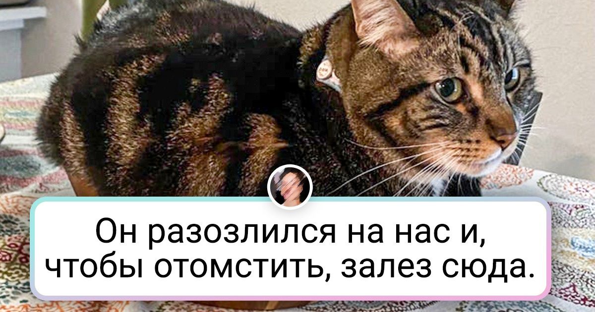 20 доказательств того, что кошки — жидкость: принимают любую форму, а в случае чего испаряются