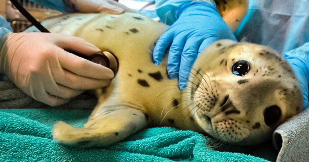 25+ фото животных, которые действуют лучше любых антидепрессантов