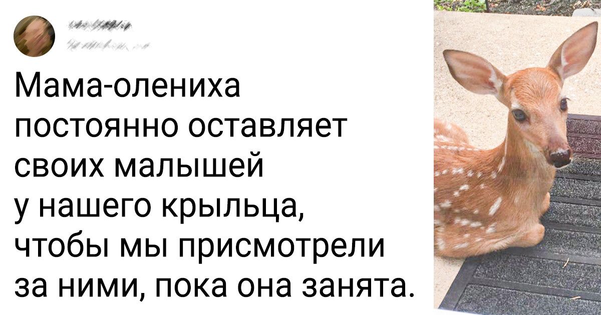 15 очаровательных животных, которые вторглись в нашу жизнь без предупреждения 15 очаровательных животных, которые вторглись в нашу жизнь без предупреждения