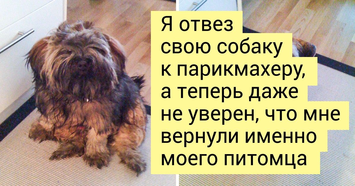 20+ питомцев, у которых под слоем лишней шерсти обнаружилась бездна обаяния 20+ питомцев, у которых под слоем лишней шерсти обнаружилась бездна обаяния