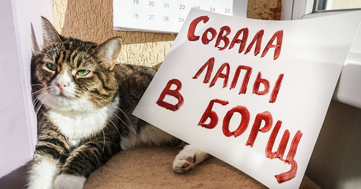 28 провинившихся котиков, которые признались в своих проделках 28 провинившихся котиков, которые признались в своих проделках