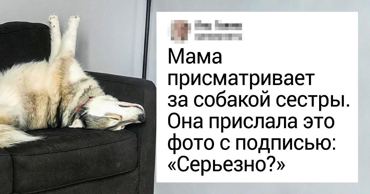 20+ домашних любимцев, для которых нет ничего проще, чем поднять настроение своему хозяину
