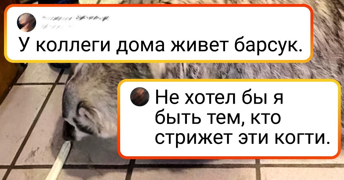 18 диких животных, которых угораздило стать домашними, но они нисколько об этом не жалеют 18 диких животных, которых угораздило стать домашними, но они нисколько об этом не жалеют