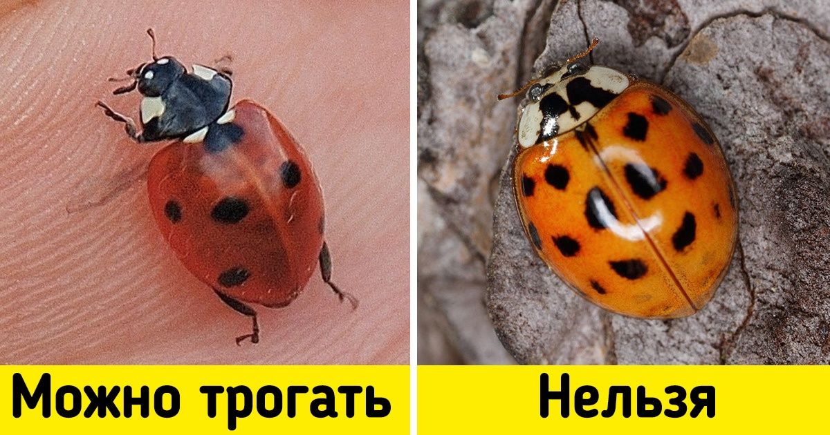 13 существ, которых мы не привыкли опасаться, а стоит 13 существ, которых мы не привыкли опасаться, а стоит