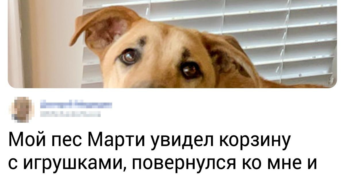 20 питомцев, для которых игрушка — нечто большее, чем просто ткань с набивкой 20 питомцев, для которых игрушка — нечто большее, чем просто ткань с набивкой