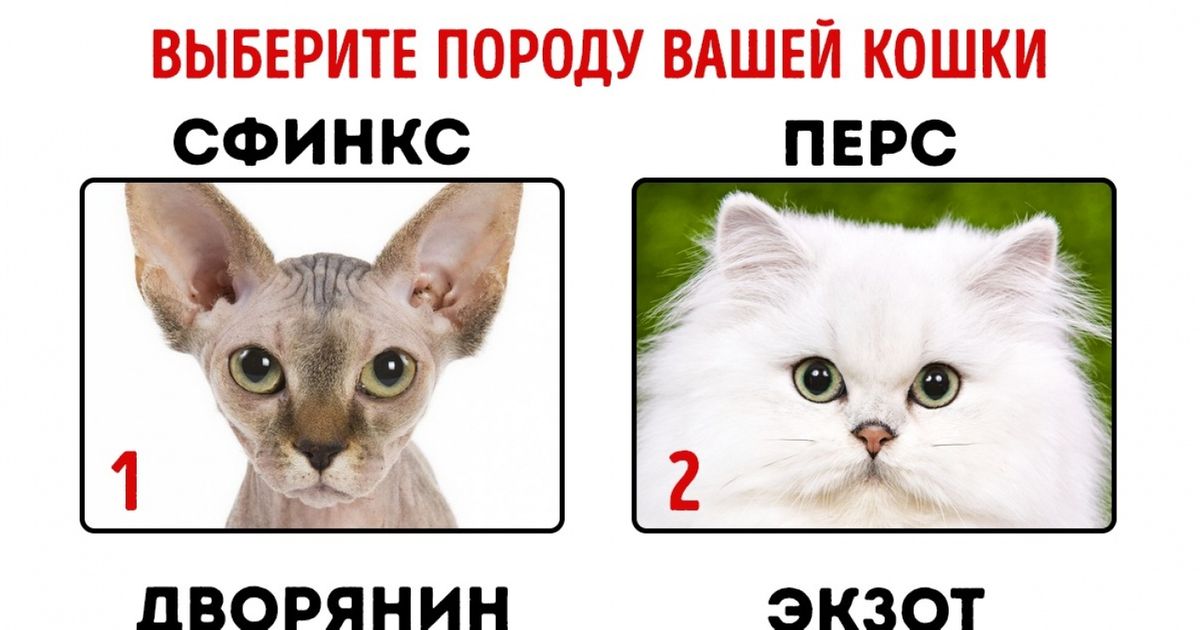 Узнать породу кошки по характеру thumbnail