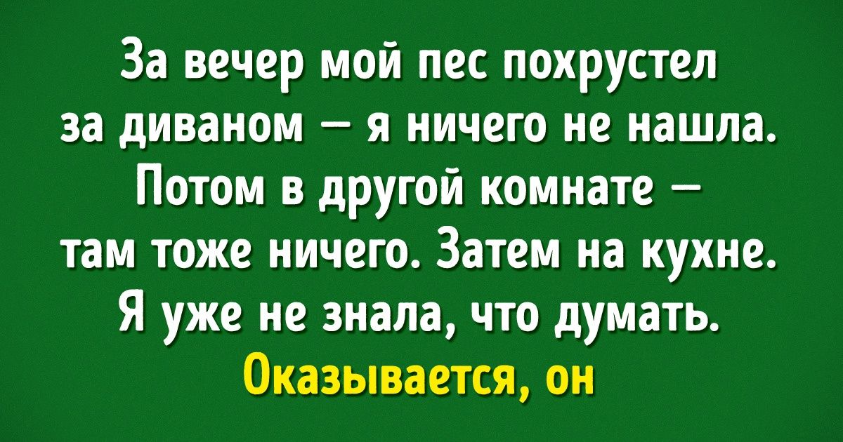 12 фееричных историй о том, что с питомцами никогда не бывает скучно 12 фееричных историй о том, что с питомцами никогда не бывает скучно