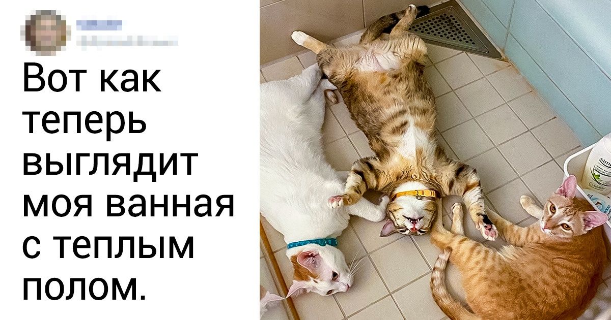 20+ фотографий о том, как меняется жизнь, стоит только появиться в ней пушистым лапам