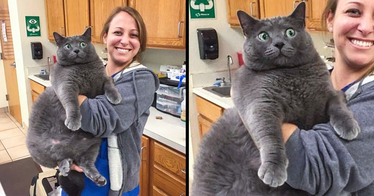 20 могучих котов, от тыгыдыков которых сотрясаются стены