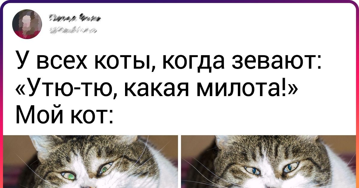 20+ пушистых мордах, которых хлебом не корми — дай что-нибудь отчебучить 20+ пушистых мордах, которых хлебом не корми — дай что-нибудь отчебучить