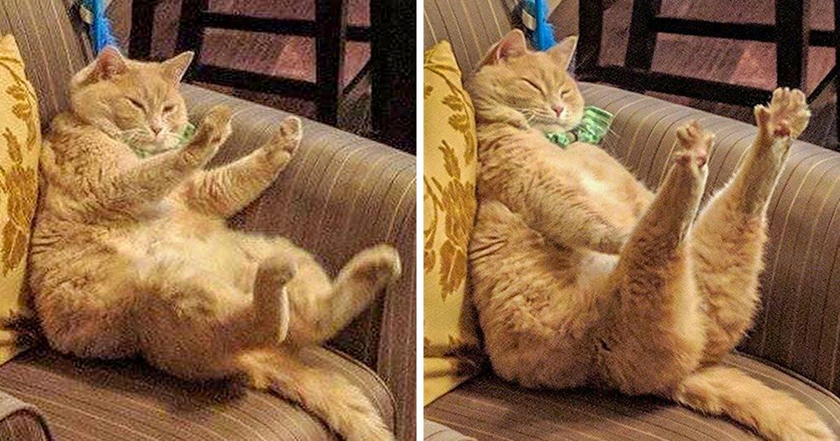 20 котов, у которых была всего секунда, чтобы прославиться. И они воспользовались ею сполна 20 котов, у которых была всего секунда, чтобы прославиться. И они воспользовались ею сполна