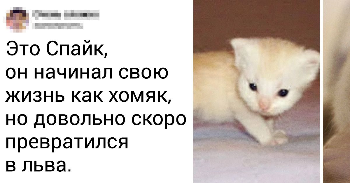 20+ котят и щенков, которые с возрастом набрали килограмм нахальства и все 20 кило обаяния