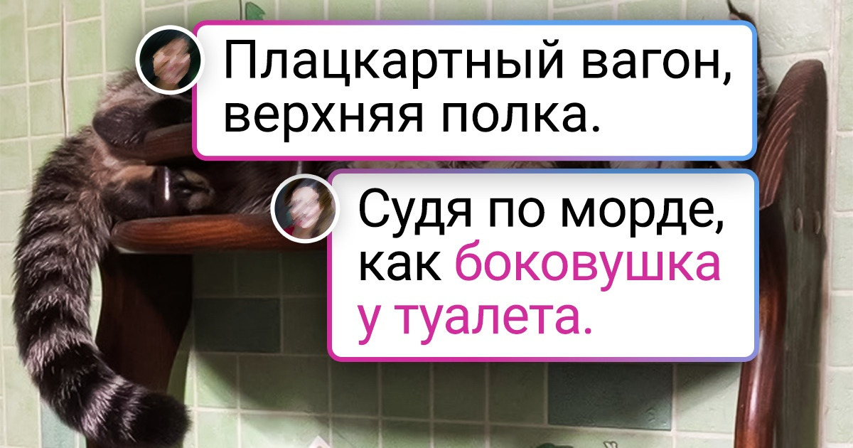 20+ питомцев, у которых день без выкрутасов — это какой-то бессмысленный день
