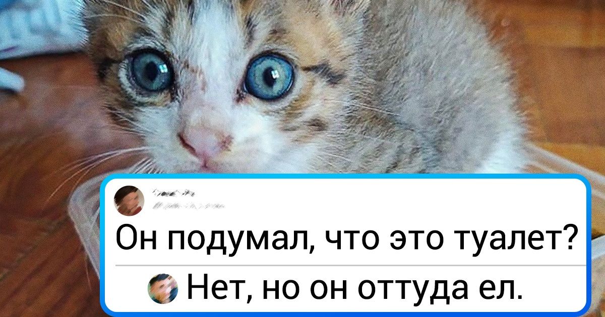18 фото, которые докажут, что котенок в доме — это минимум 100 граммов счастья и целый вагон приключений 18 фото, которые докажут, что котенок в доме — это минимум 100 граммов счастья и целый вагон приключений
