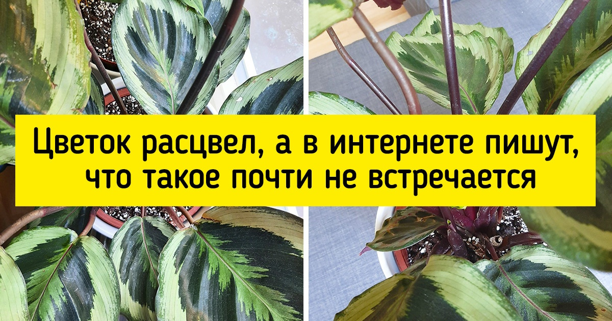 15 растений, фото которых их хозяева ринулись выкладывать в интернет, и вы поймете почему 15 растений, фото которых их хозяева ринулись выкладывать в интернет, и вы поймете почему