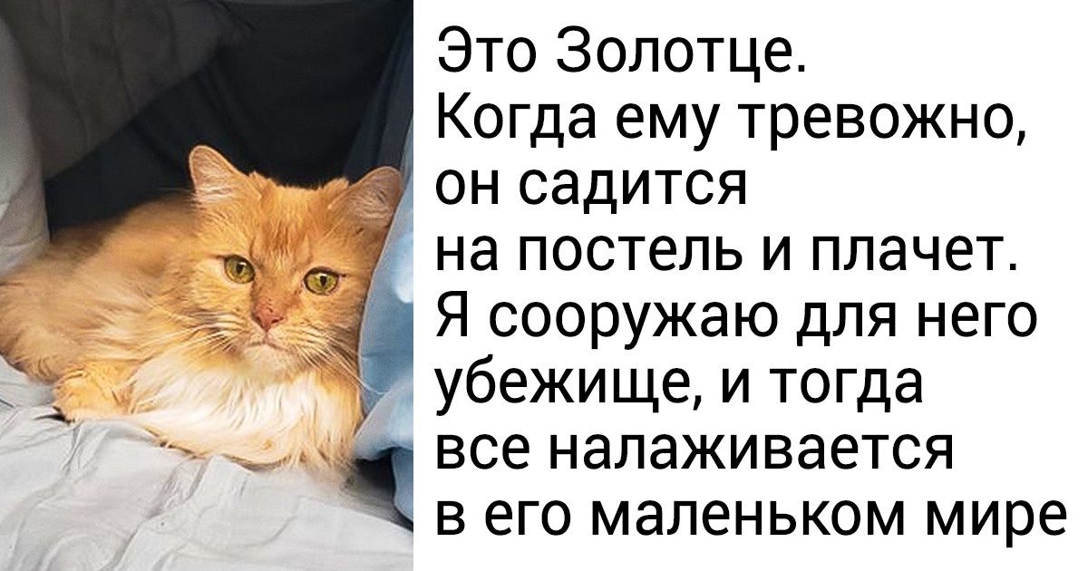 18 маленьких добрых дел, которые ничего не стоили человеку, а для животных значили очень много