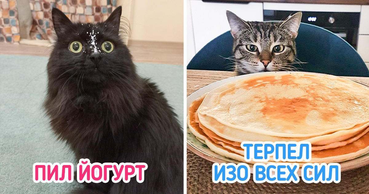 20+ хозяев, которые закатывают глаза и говорят: «Ты же лопнешь, пушистый вымогатель»