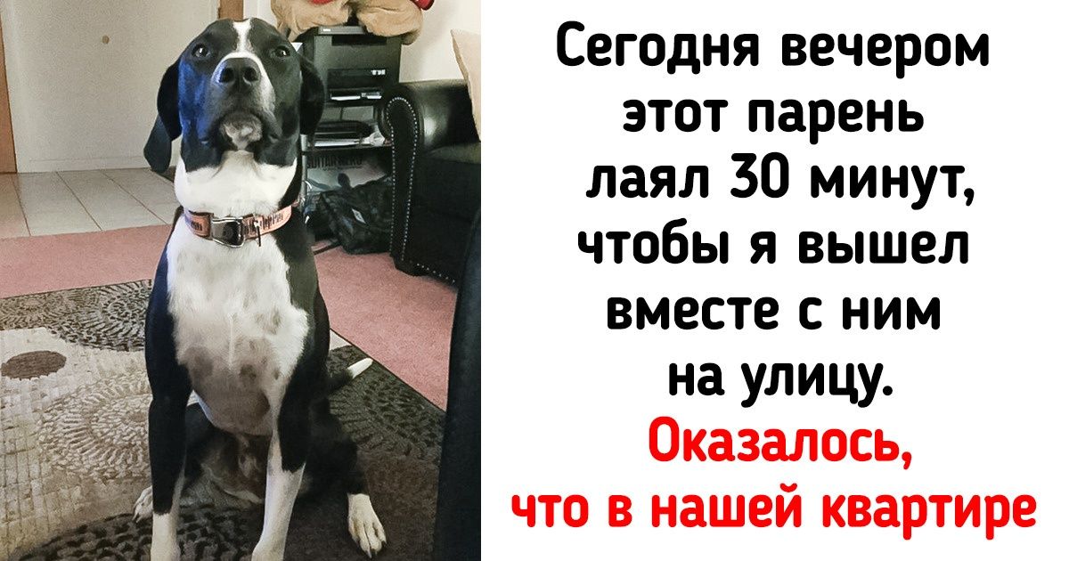 16 животных, чьи достижения покруче наших с вами
