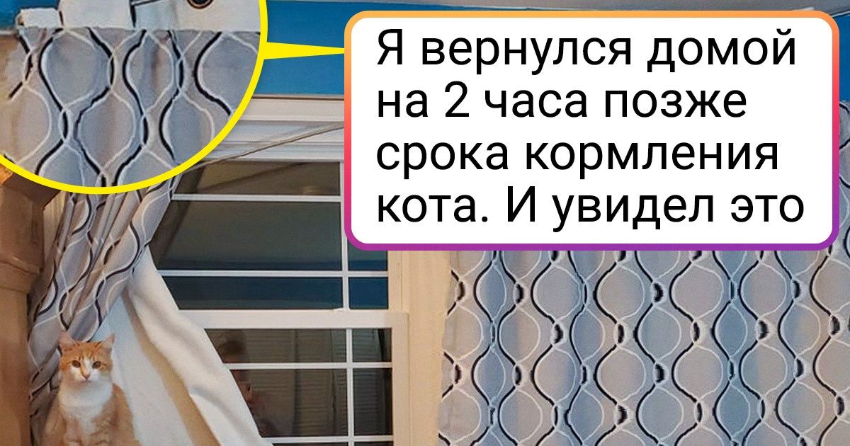 18 пушистых негодников, которых застукали на месте преступления. А они и ухом не повели 18 пушистых негодников, которых застукали на месте преступления. А они и ухом не повели