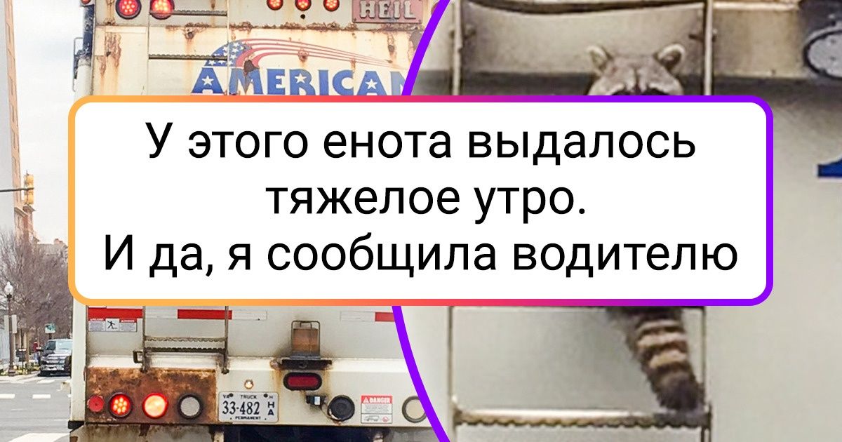 20+ енотов, которые нагло вторглись в жизнь людей и перевернули все с ног на голову (Но на них невозможно злиться) 20+ енотов, которые нагло вторглись в жизнь людей и перевернули все с ног на голову (Но на них невозможно злиться)