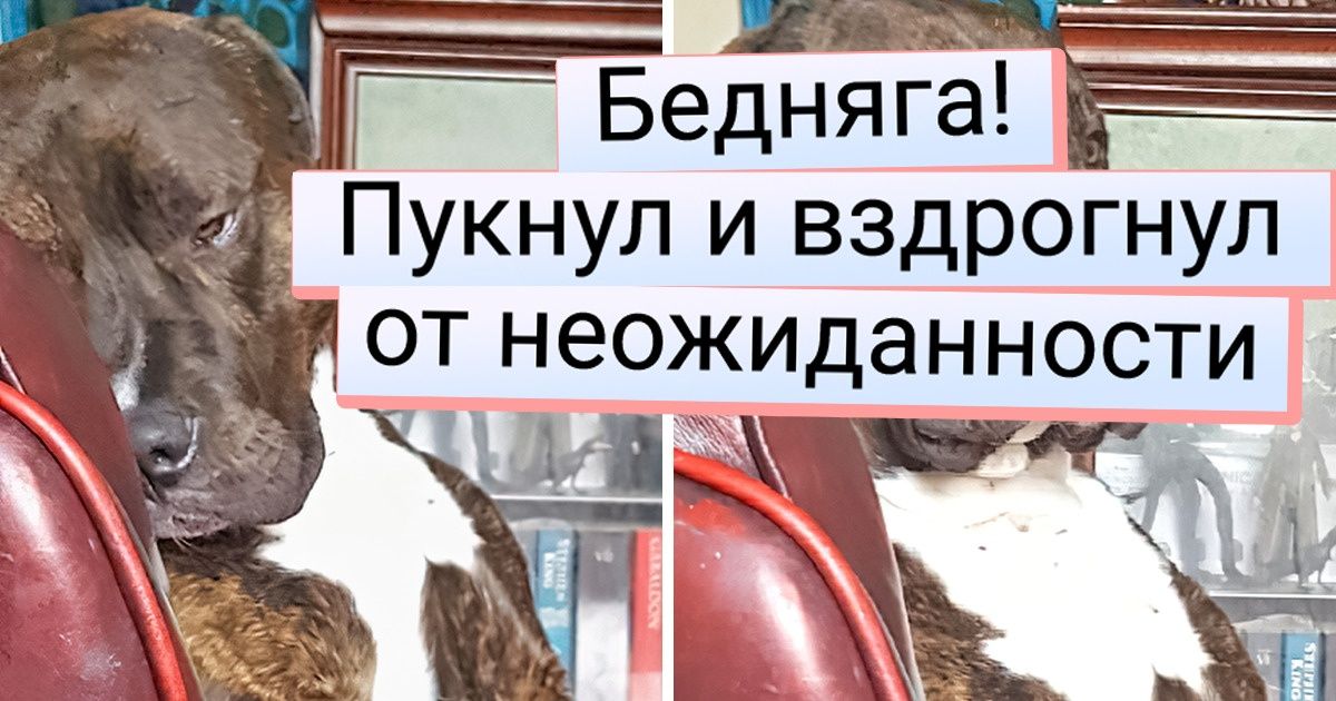 20+ четвероногих, которых не возьмут работать в театр только ввиду излишней волосатости 20+ четвероногих, которых не возьмут работать в театр только ввиду излишней волосатости
