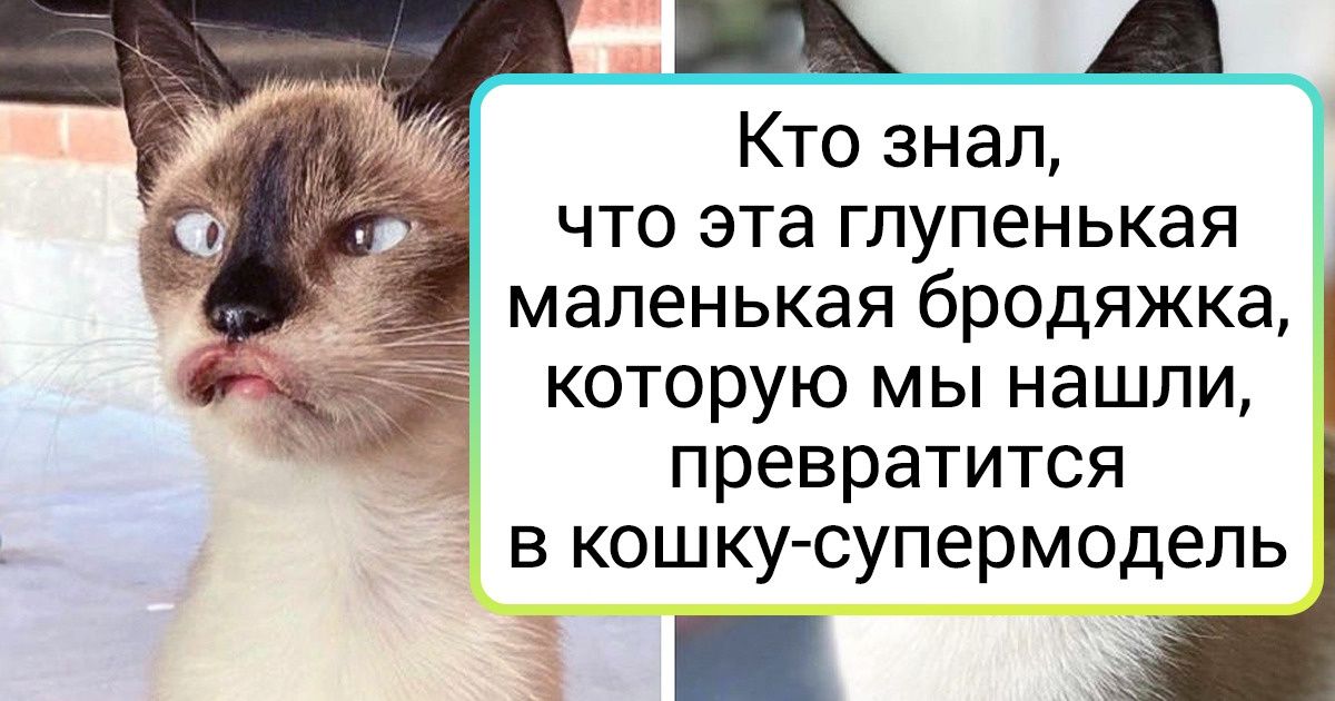 20+ хвостатых, которые прошли путь от блохастого оборванца до холеного любимца семьи 20+ хвостатых, которые прошли путь от блохастого оборванца до холеного любимца семьи
