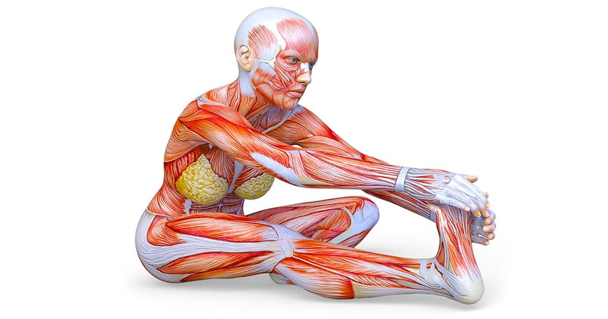 Как растянуть мышцы спины и бедра thumbnail