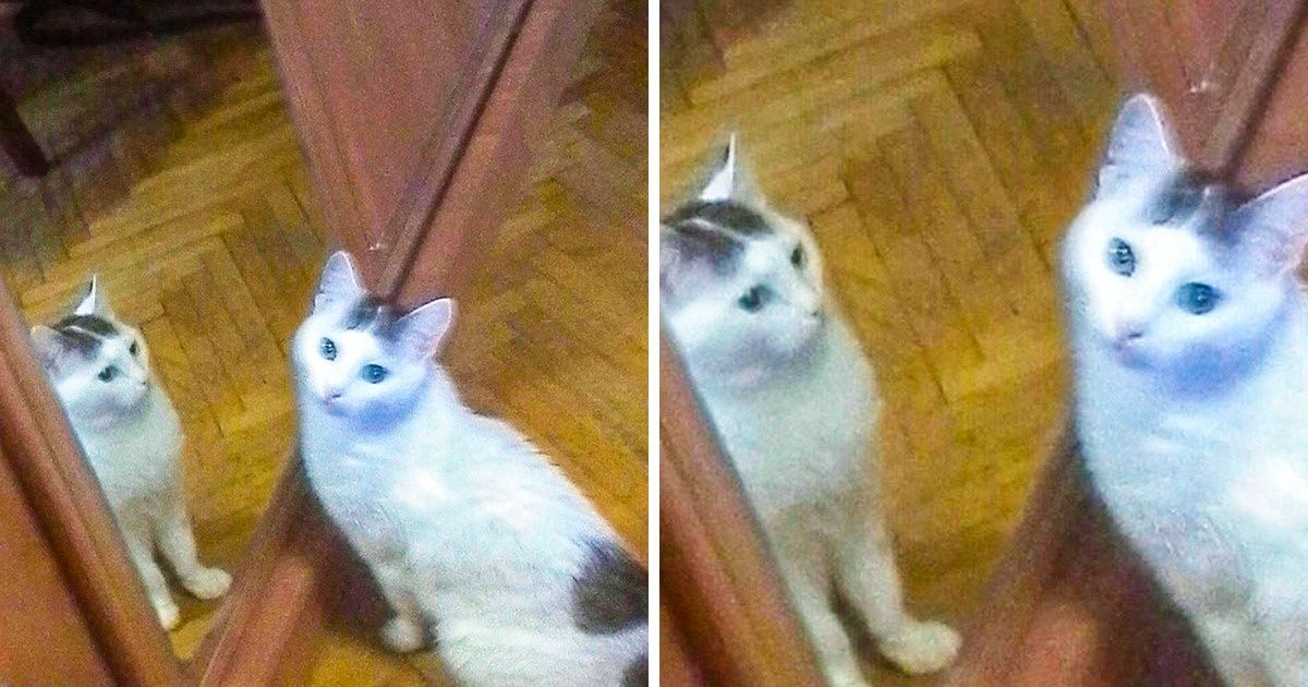 20+ доказательств того, что кошки — это глаза и уши инопланетян