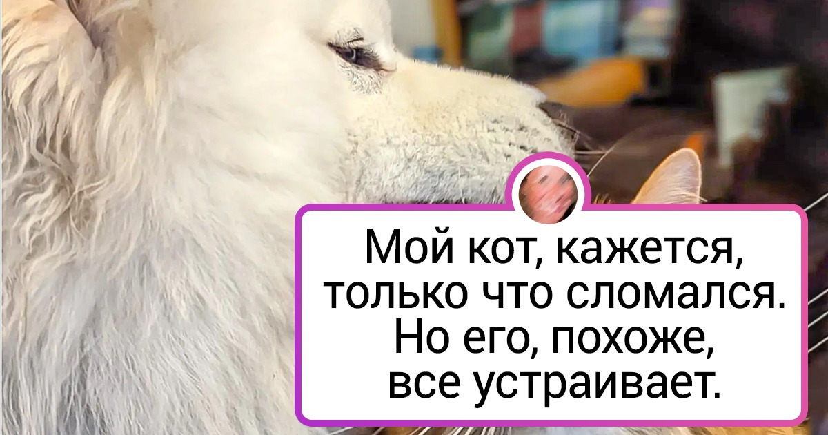 18 комментариев к фото с животными, которые хоть сейчас можно на мемы разбирать
