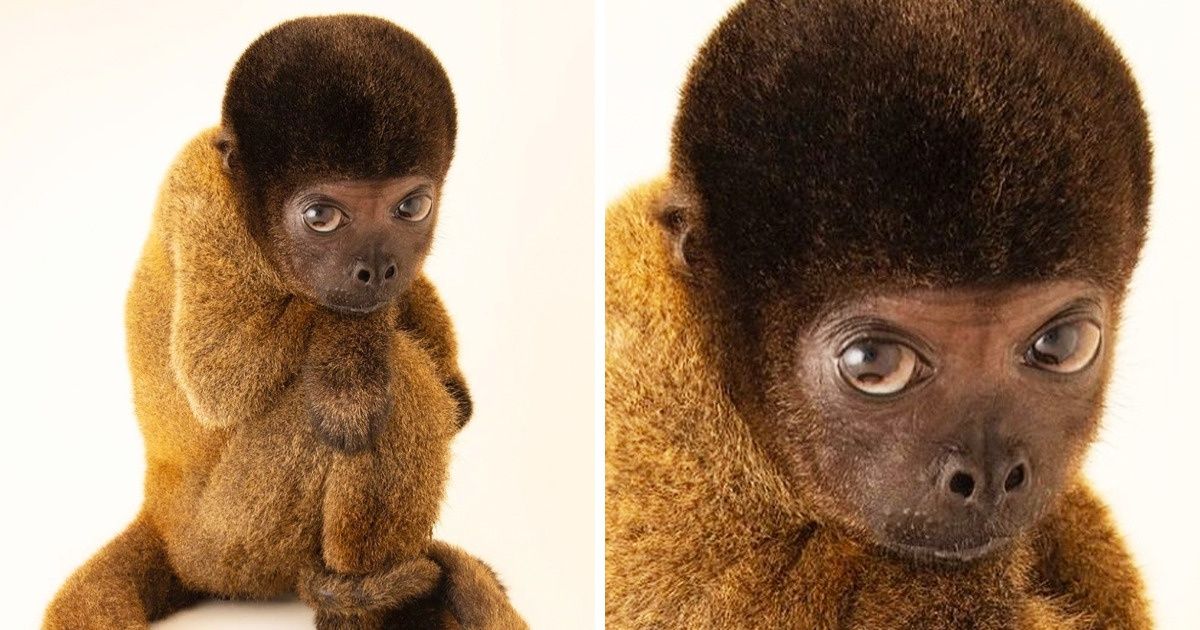 20+ животных, при создании которых природа немного отвлеклась, и вышло то, что вышло 20+ животных, при создании которых природа немного отвлеклась, и вышло то, что вышло