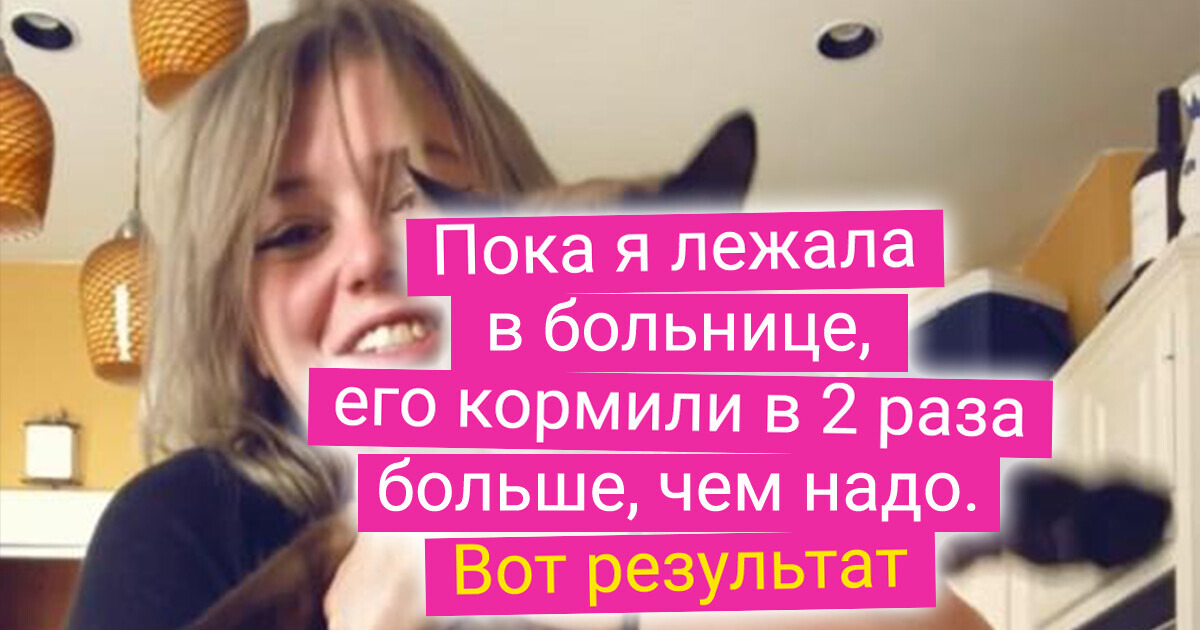 20+ матерых котов, размер которых иногда просто поражает 20+ матерых котов, размер которых иногда просто поражает