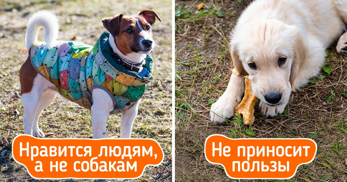 9 товаров для питомцев, которые бесполезны и даже опасны, но их продолжают покупать