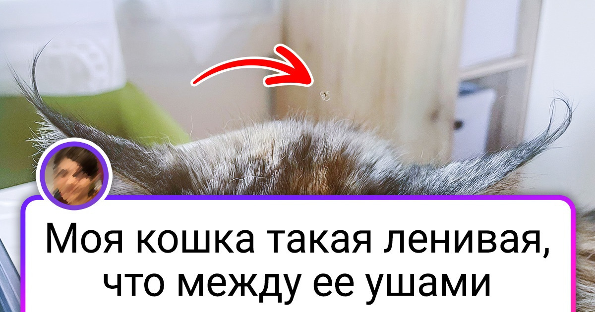 19 встреч с животными, которые произошли в тот самый момент, когда ну никто не ожидал 19 встреч с животными, которые произошли в тот самый момент, когда ну никто не ожидал
