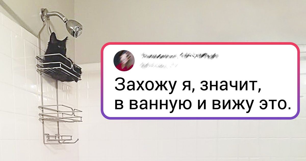 20+ животных, которые умеют всегда найти себе удобное местечко, а потом хоть трава не расти 20+ животных, которые умеют всегда найти себе удобное местечко, а потом хоть трава не расти