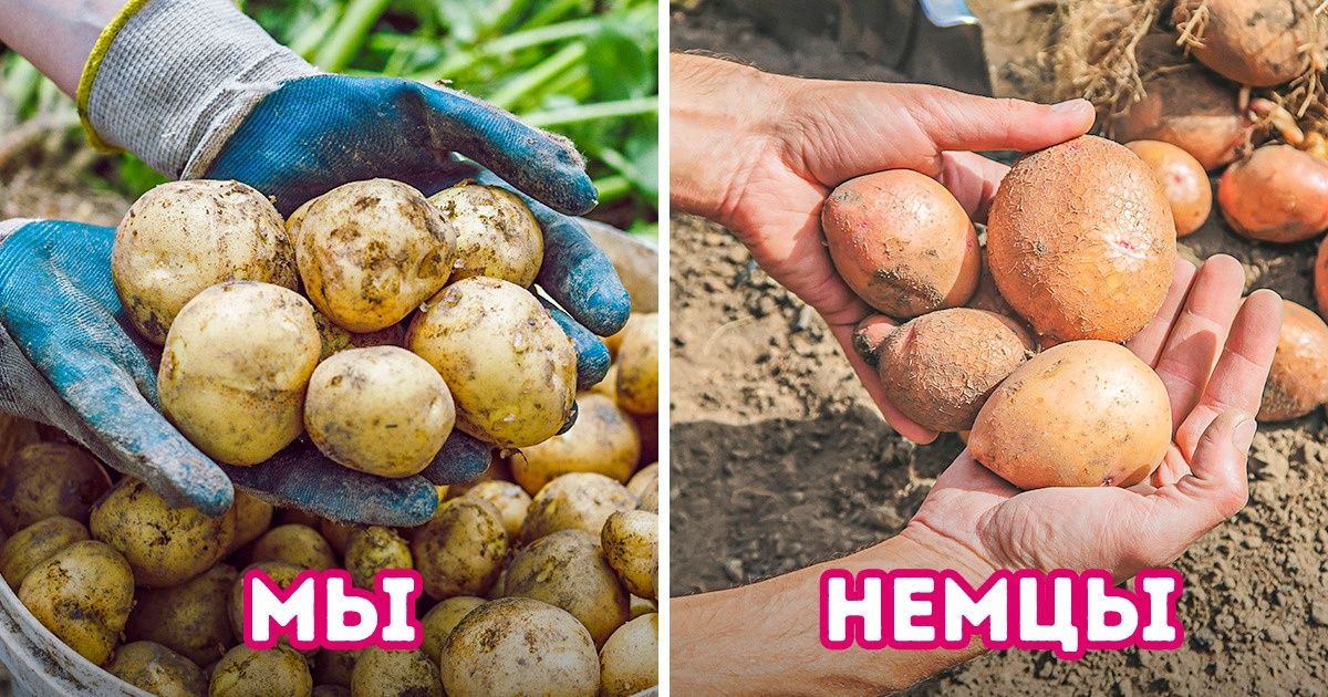 7 особенностей жизни немцев, узнав о которых вы скажете: «Нам бы тоже такие не помешали» 7 особенностей жизни немцев, узнав о которых вы скажете: «Нам бы тоже такие не помешали»