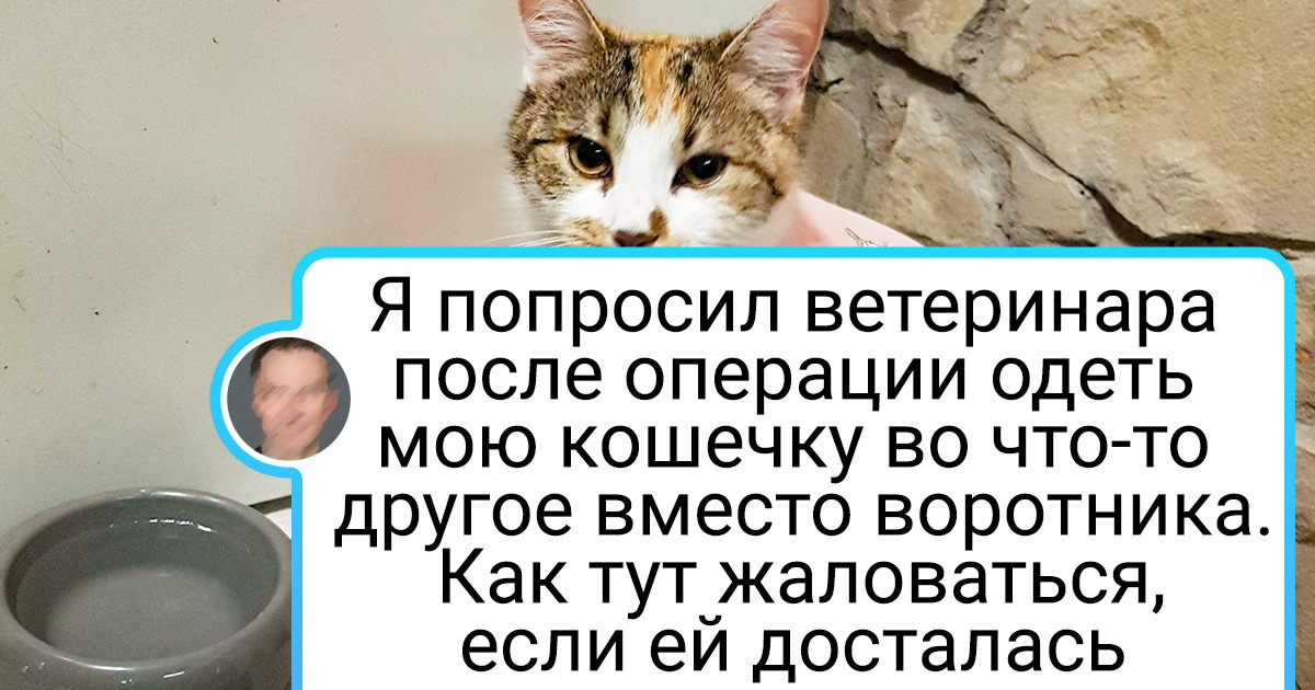 19 фотодоказательств того, что в работе ветеринара нет места для скуки 19 фотодоказательств того, что в работе ветеринара нет места для скуки
