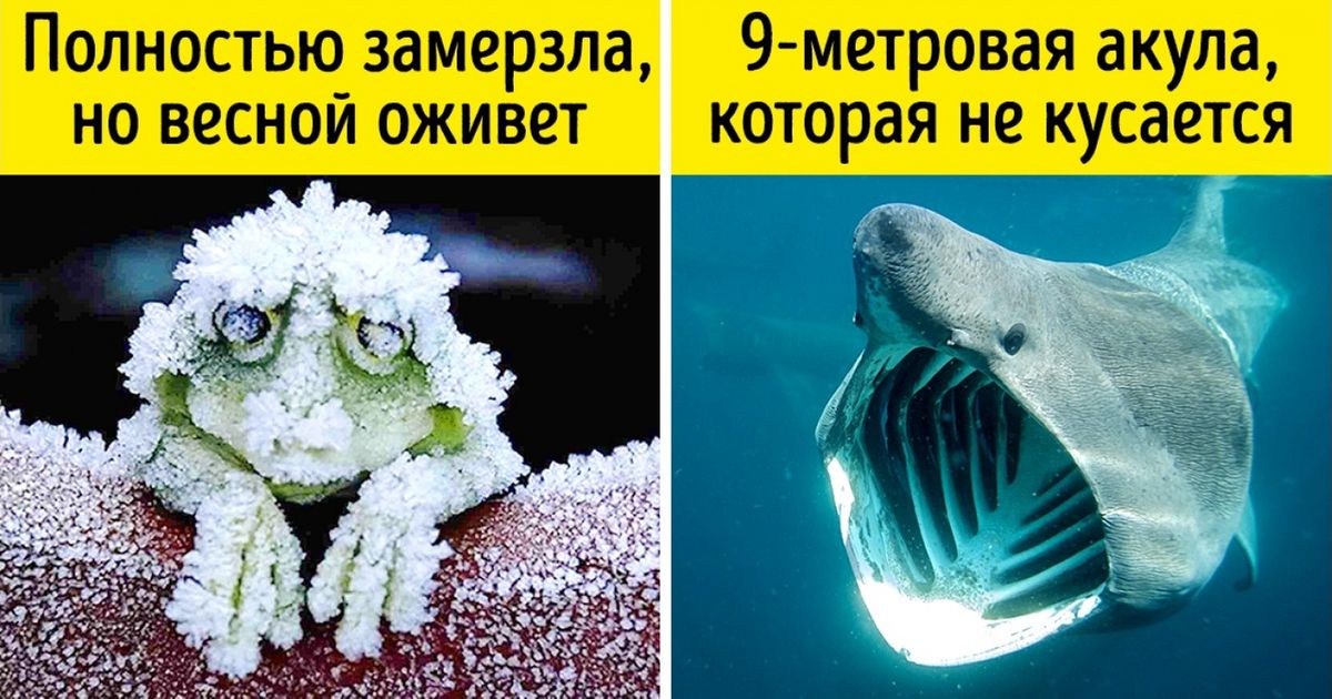9 секретов о животных, которые нам никогда не рассказывали на уроках биологии 9 секретов о животных, которые нам никогда не рассказывали на уроках биологии