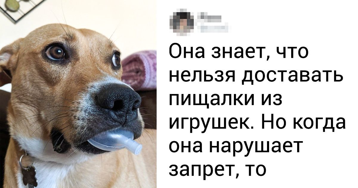 17 питомцев, которые готовы побороться за звание самого хорошего мальчика месяца