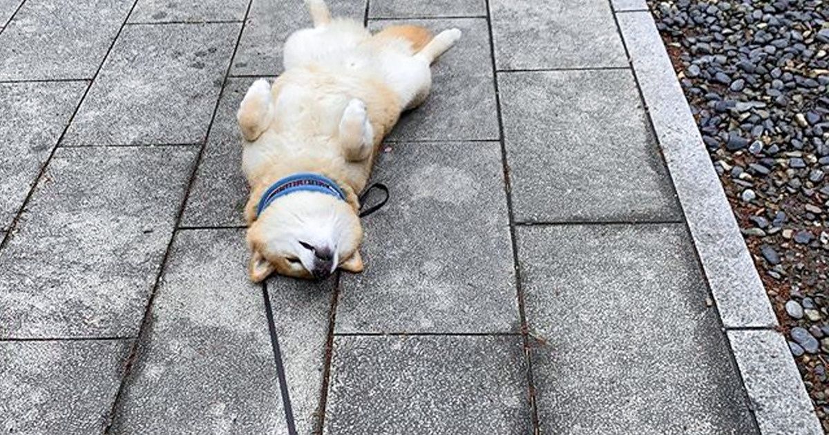 20 причин влюбиться в песиков сиба-ину раз и навсегда 20 причин влюбиться в песиков сиба-ину раз и навсегда