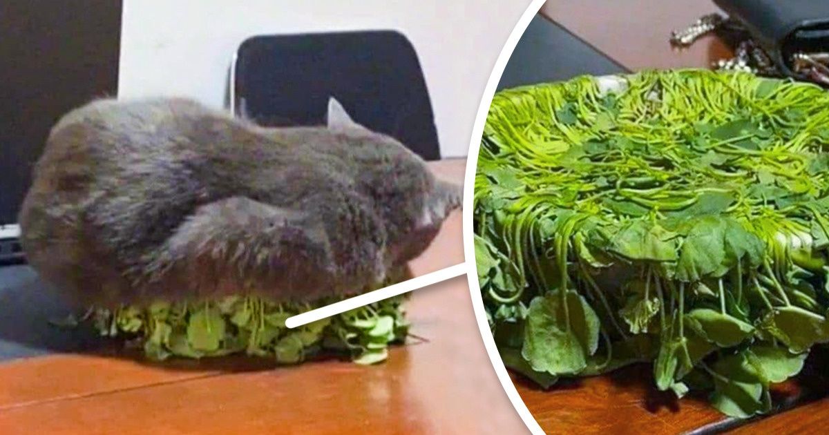 19 питомцев, чьим хозяевам не нужно нанимать сыщика, чтобы понять, кто это сделал