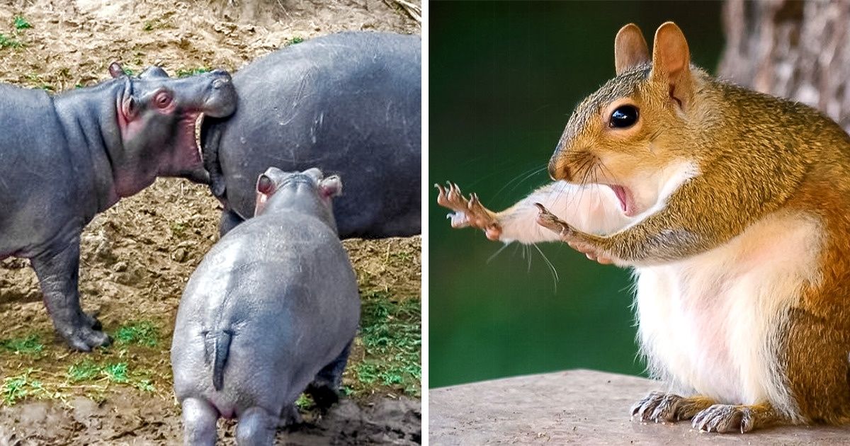 19 лучших фото конкурса Comedy Wildlife Photography Awards 2018, которые сделают ваш день 19 лучших фото конкурса Comedy Wildlife Photography Awards 2018, которые сделают ваш день