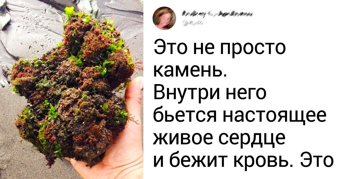 17 уникальных животных и птиц, которые получили от природы сполна (И даже не собираются жаловаться) 17 уникальных животных и птиц, которые получили от природы сполна (И даже не собираются жаловаться)