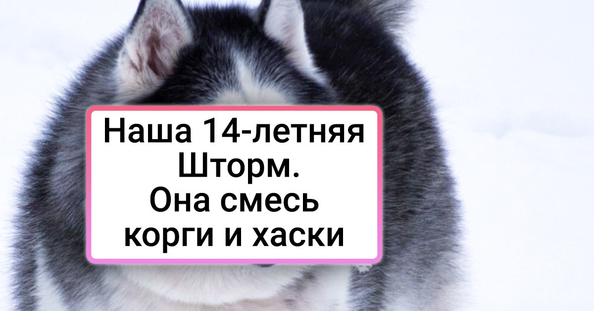 15+ животных-метисов, чьи родители подходят друг другу как балерина и трактор