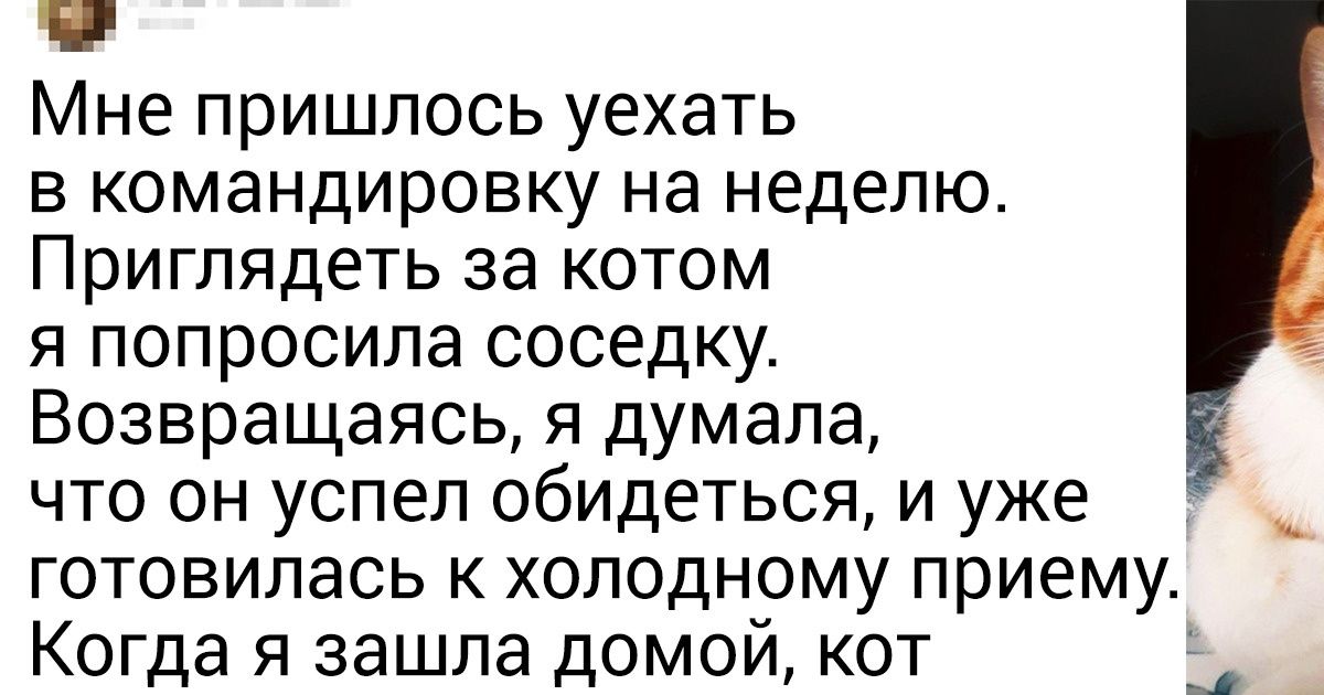 20+ хозяев, которые хотели завести питомца, а обрели обожаемого члена семьи 20+ хозяев, которые хотели завести питомца, а обрели обожаемого члена семьи